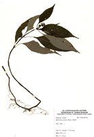 藏品(蛇根草)的圖片